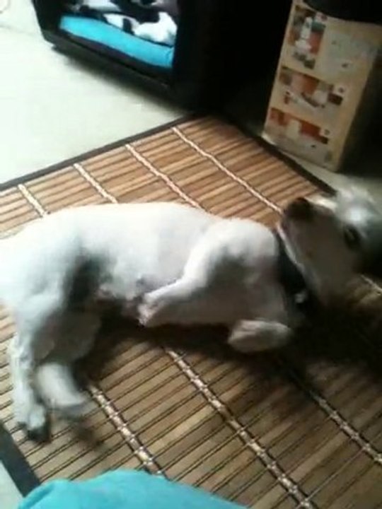 EDUCATION JACK RUSSEL TERRIER