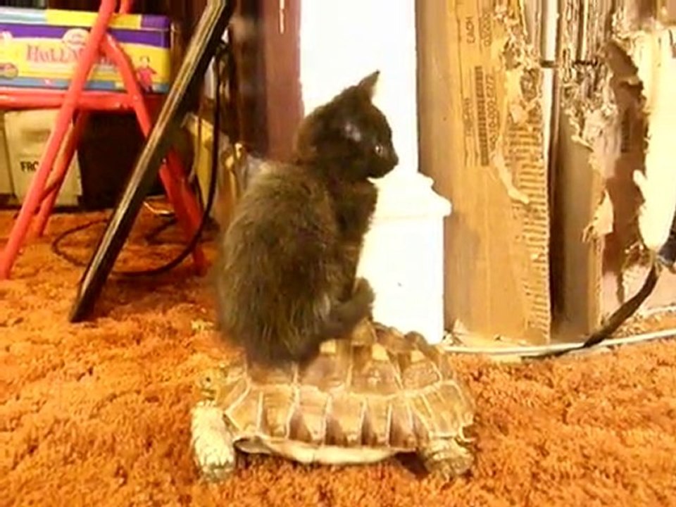 Chaton qui se déplace sur une tortue