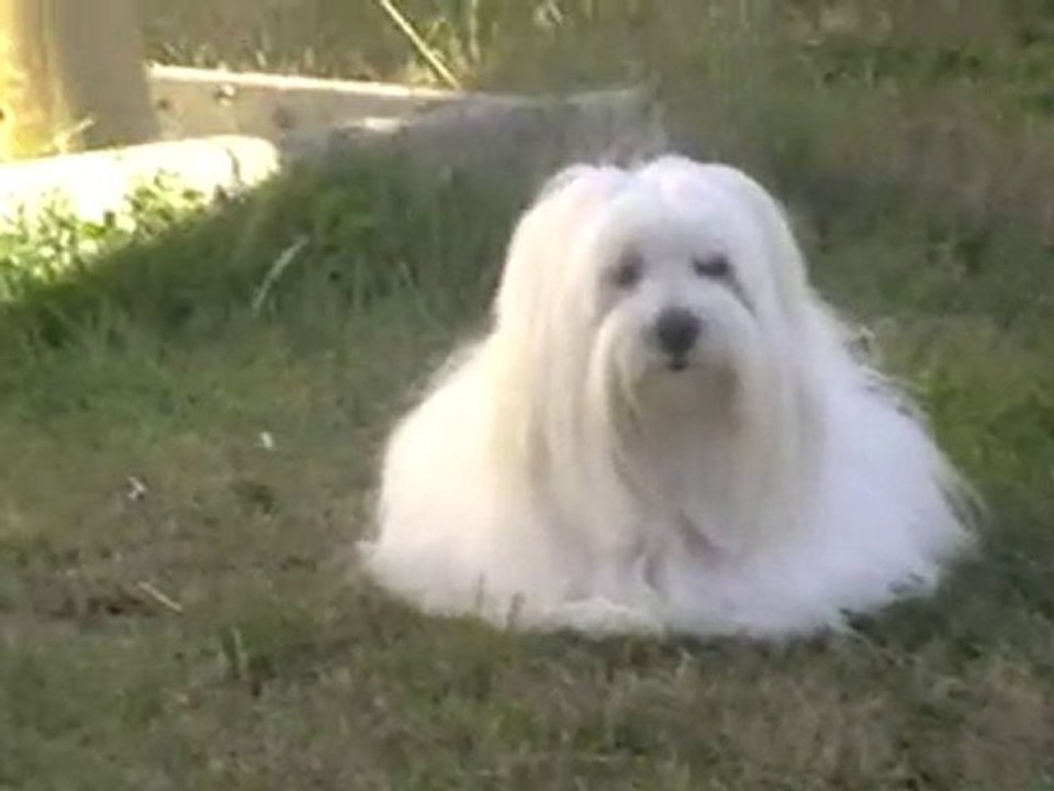 chouchou se repose dans l'herbe