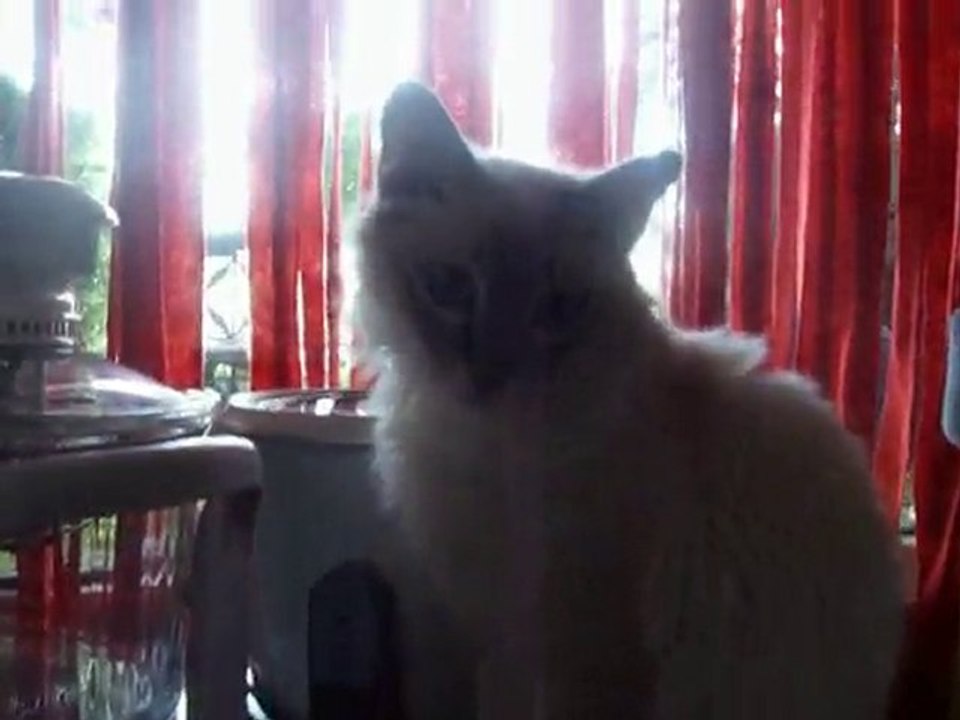 SACRE DE BIRMANIE NEWTON 3