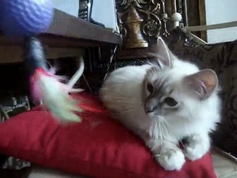 sacre de birmanie newton 6