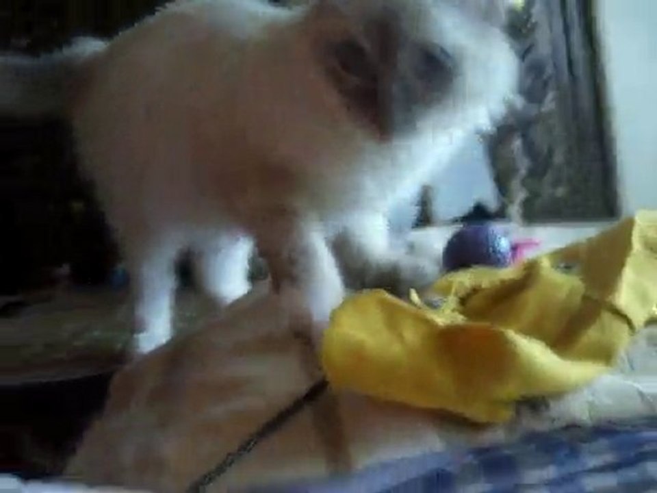 sacre de birmanie newton 7