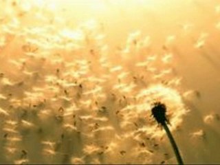 Vidám Tapsi és Mérges Tapsi 6