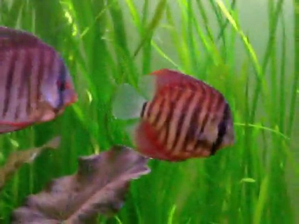 Jeunes Discus Alenquer 9 et 10 cm août 2010