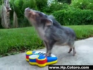 Teacup Pig Plays The Piano