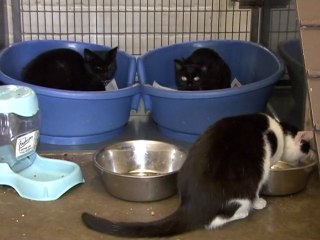 Belçika, Sokak Kedilerini Kısırlaştırmaya Hazırlanıyor…