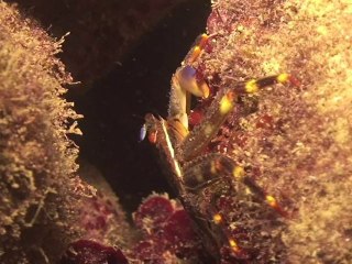 Diving on the Island of Gozo (Malta)