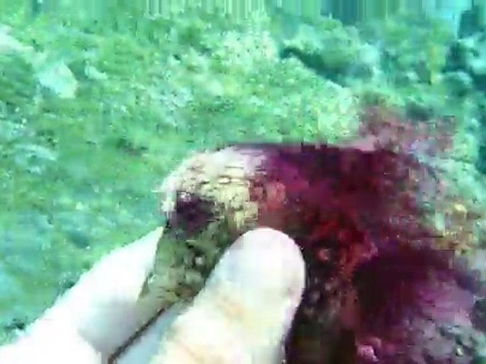 limace Santo Antao Cap Vert