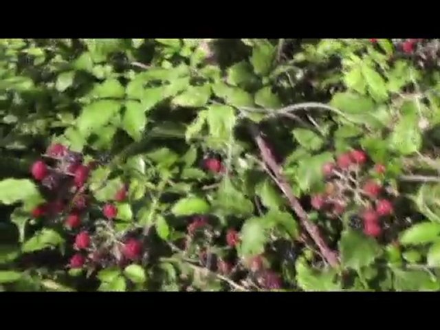 clip TxoD (fredo feren's)