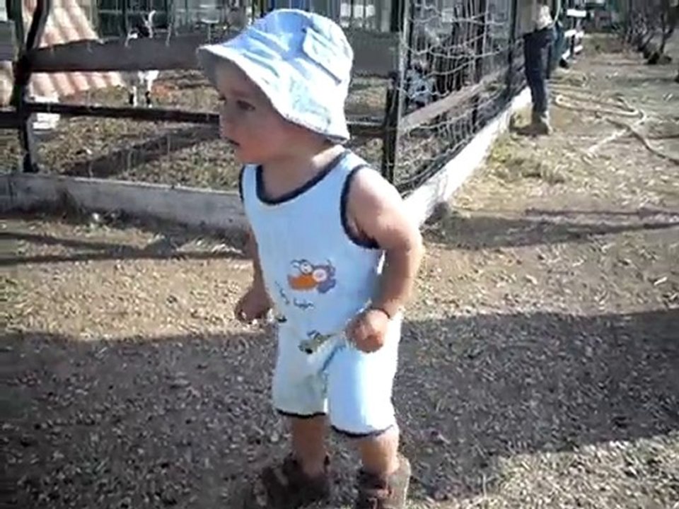 Robin quand il voit les animaux