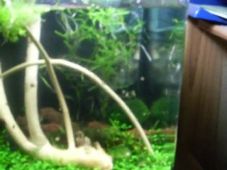 Mon aquarium Nano Cube 20l