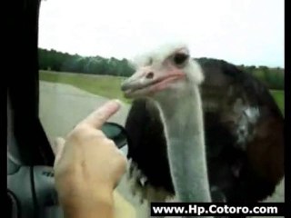 Hungry Ostrich Doesnt Understand Windows