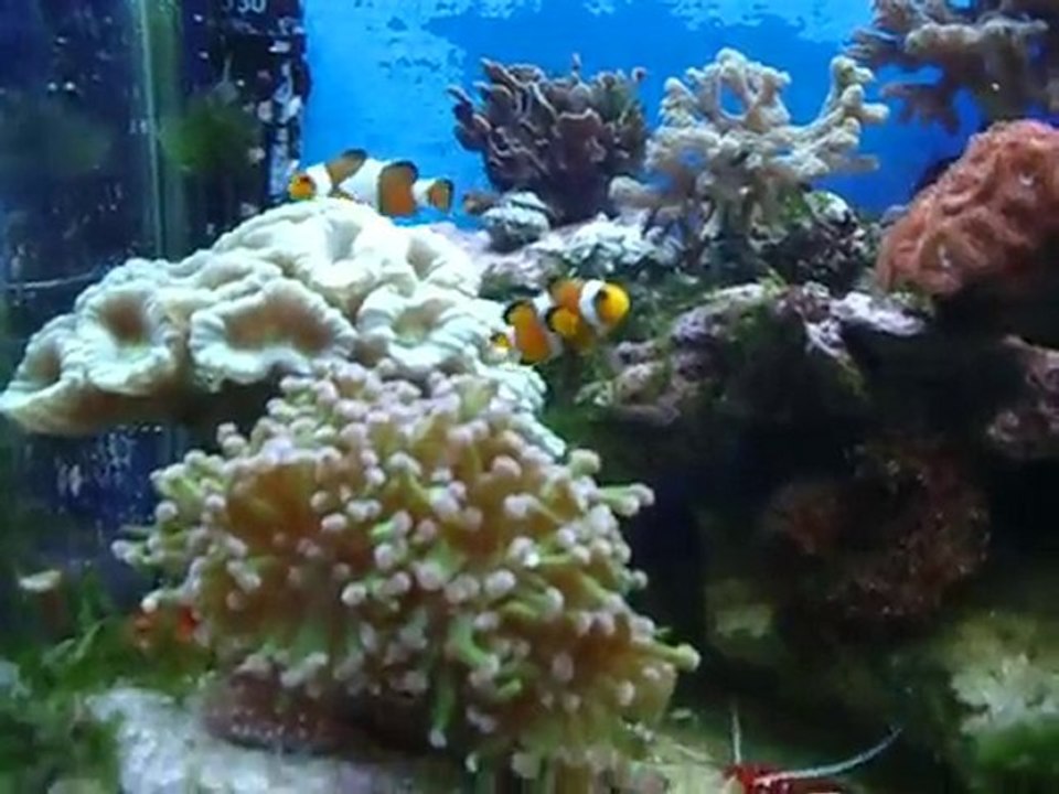 Nano recif 60 litres