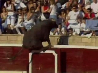 Un taureau saute 2m dans les tribunes