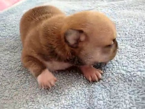 Chiot, bébé chihuahua