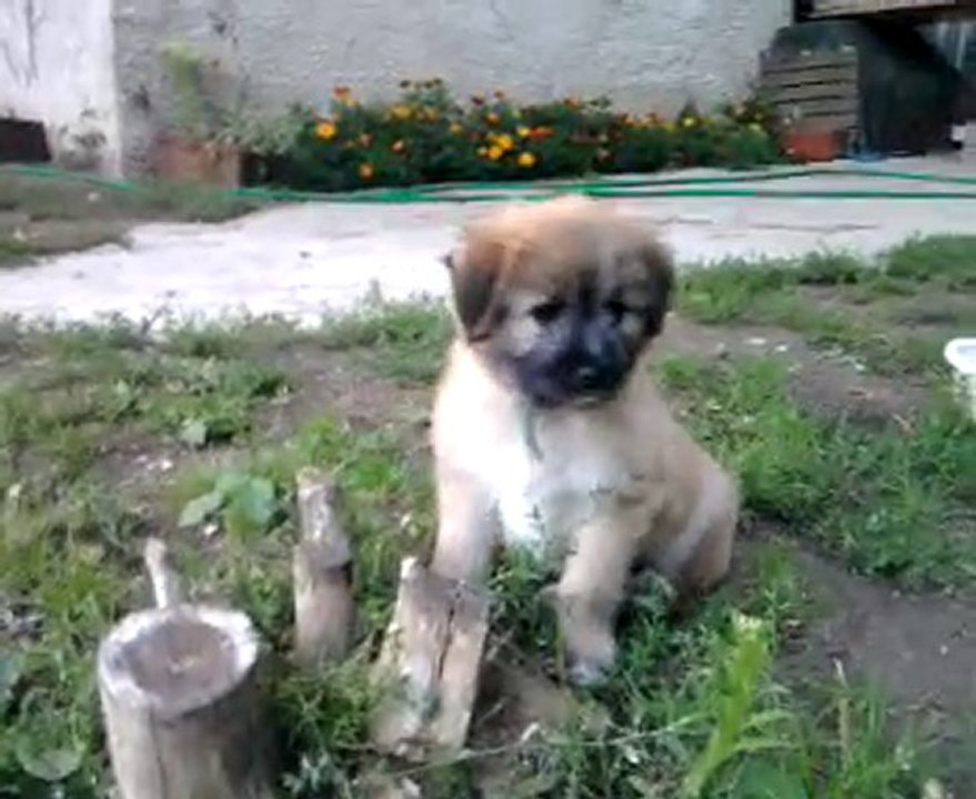 Berger des Pyrénées : Fripon l'Enchanteur