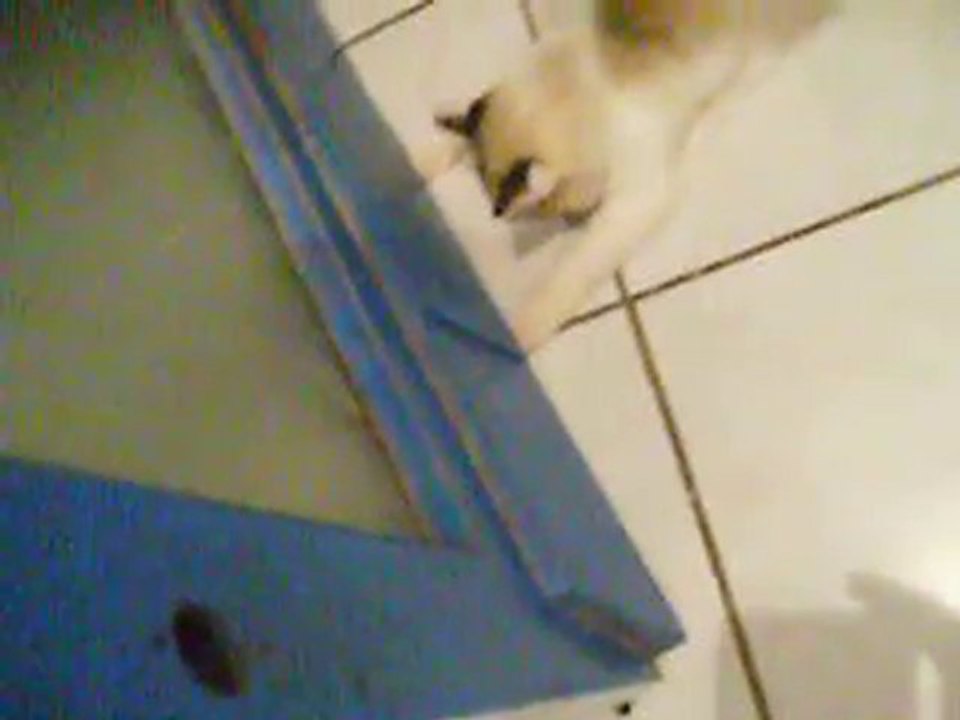 Chipie