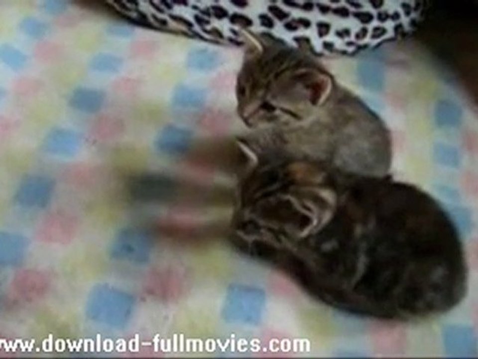 Kittens
