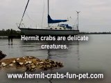 Hermit Crabs In The Wild