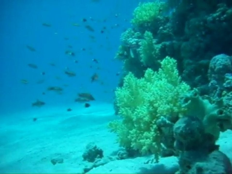 Sharm 2010 Apnea with fish