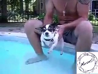 YüZDüĞüNü SaNaN KöPeKCiK xD