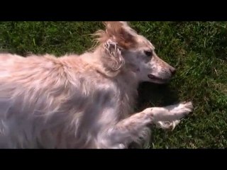 Nika (Version courte)