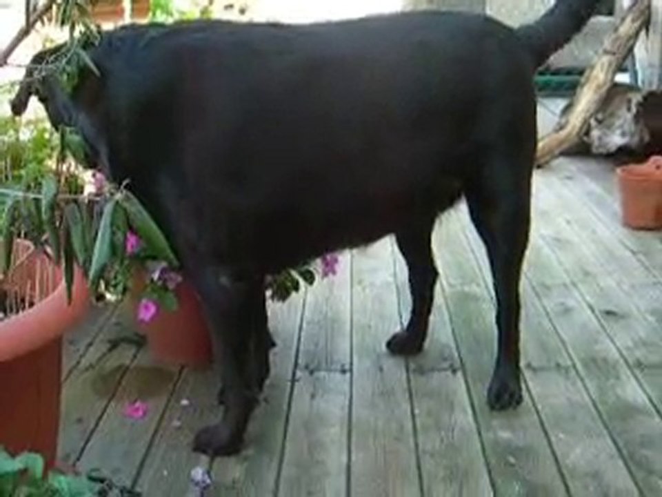 20 août 2010 titite et molly terrasse nikon 085