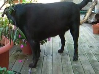 20 août 2010 titite et molly terrasse nikon 085