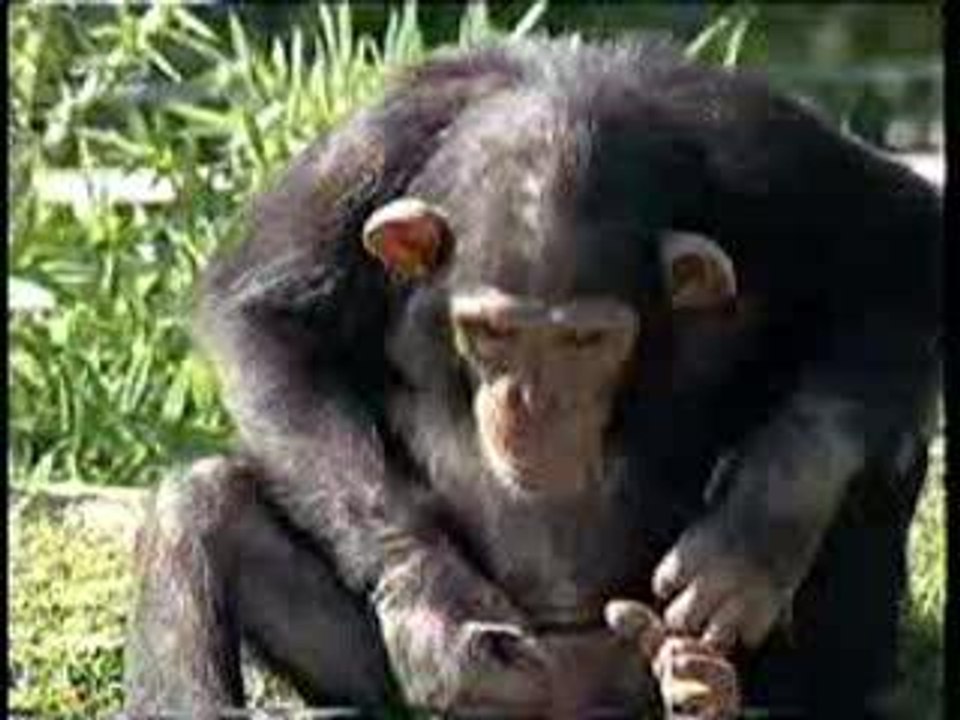 Singe Pipi