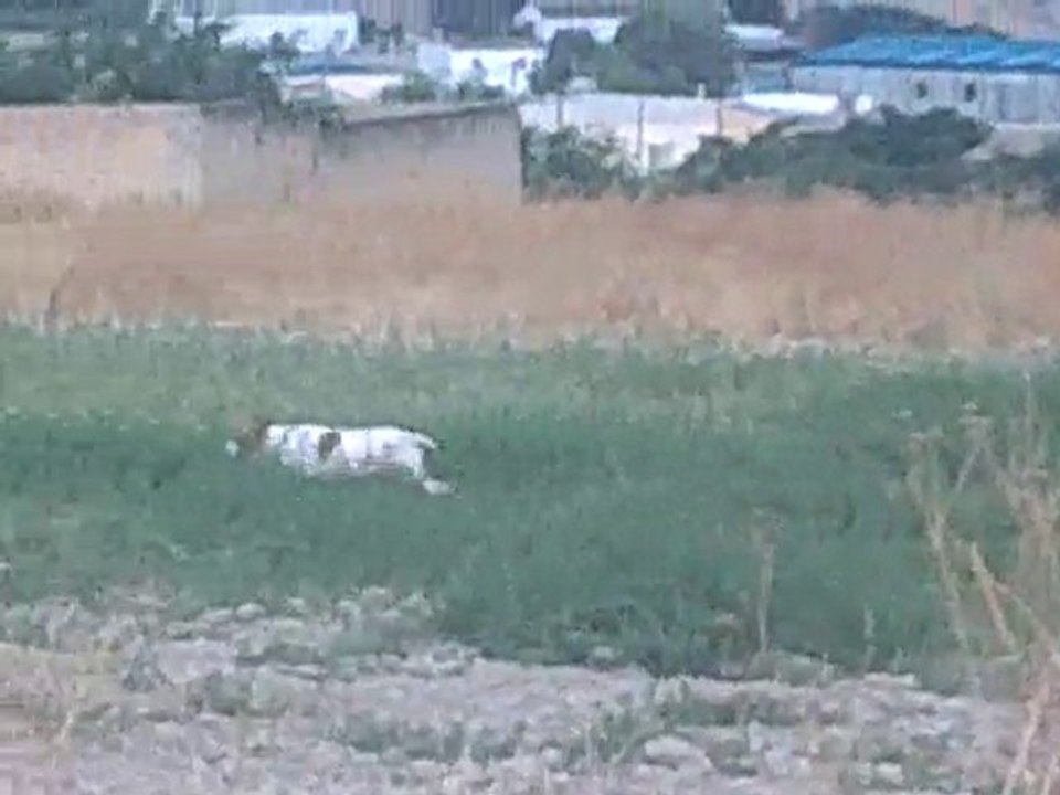 Dlama de Playabarri