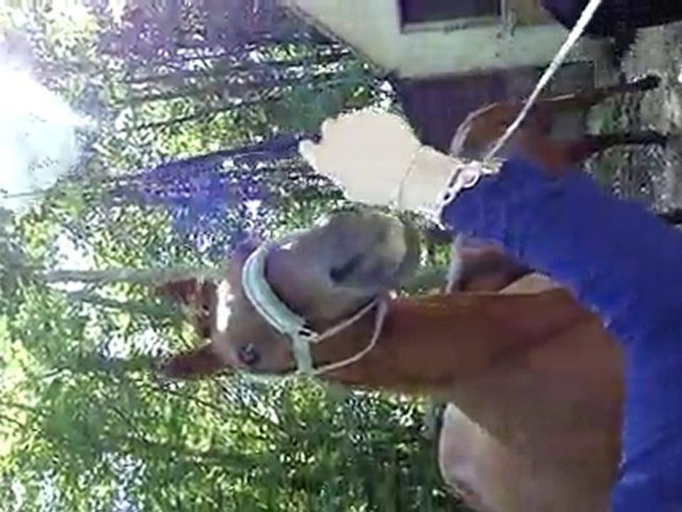 Désensibilisation de Dakota ( éthologie )