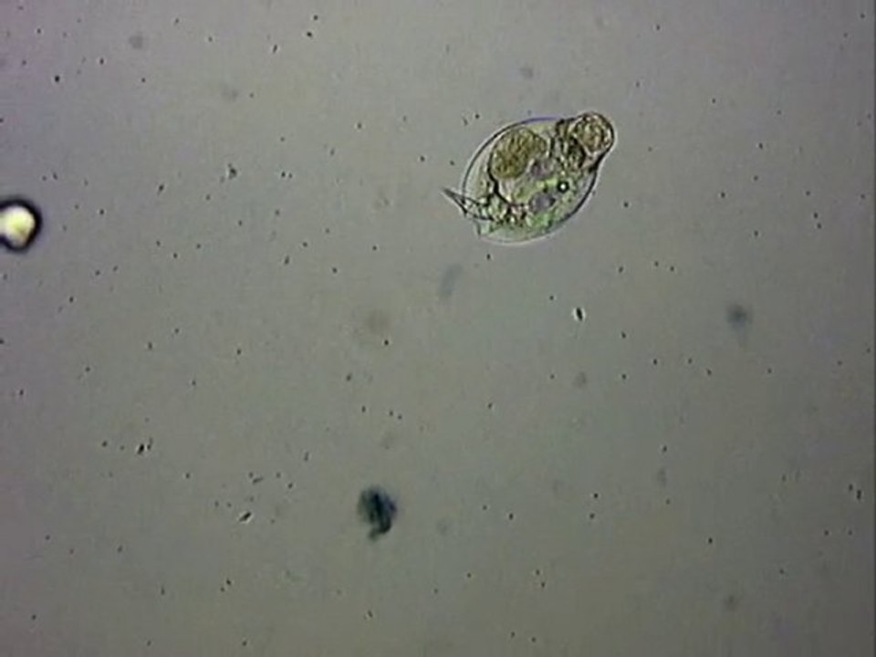 rotifère du genre lepadella