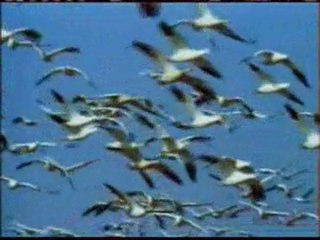 02-mürşidin önemi ve özellikleri