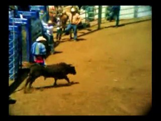 BULL, BULL, & MORE BULL