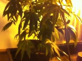 Marijuana Cultivation 1