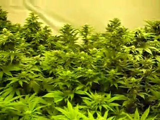 Marijuana Cultivation 3