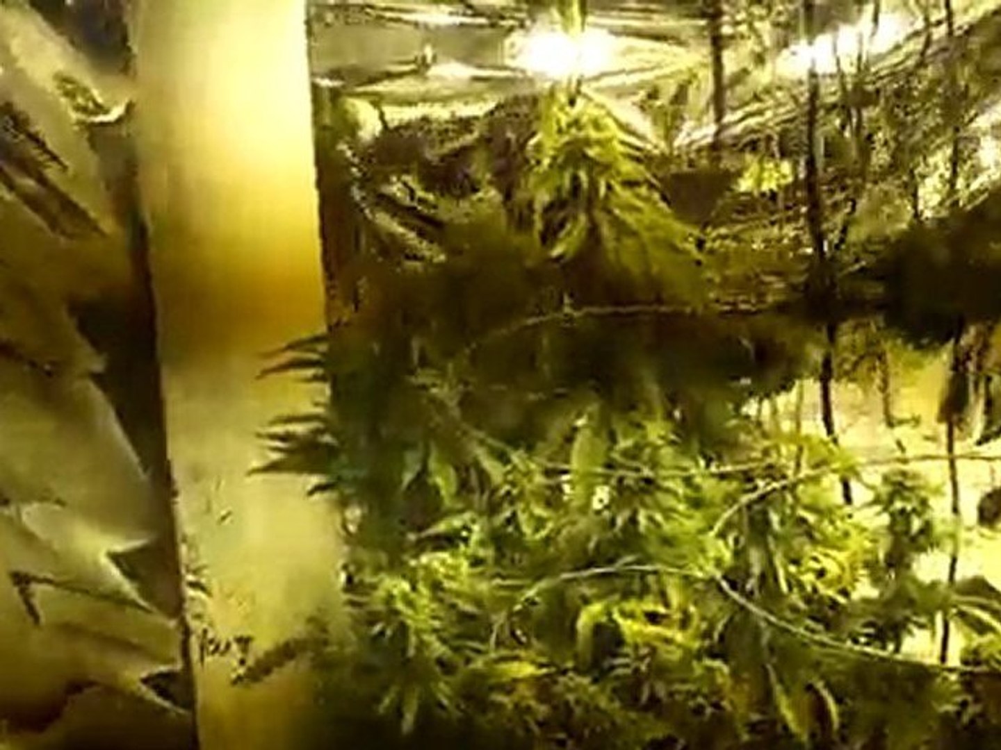 ⁣Marijuana Cultivation 6