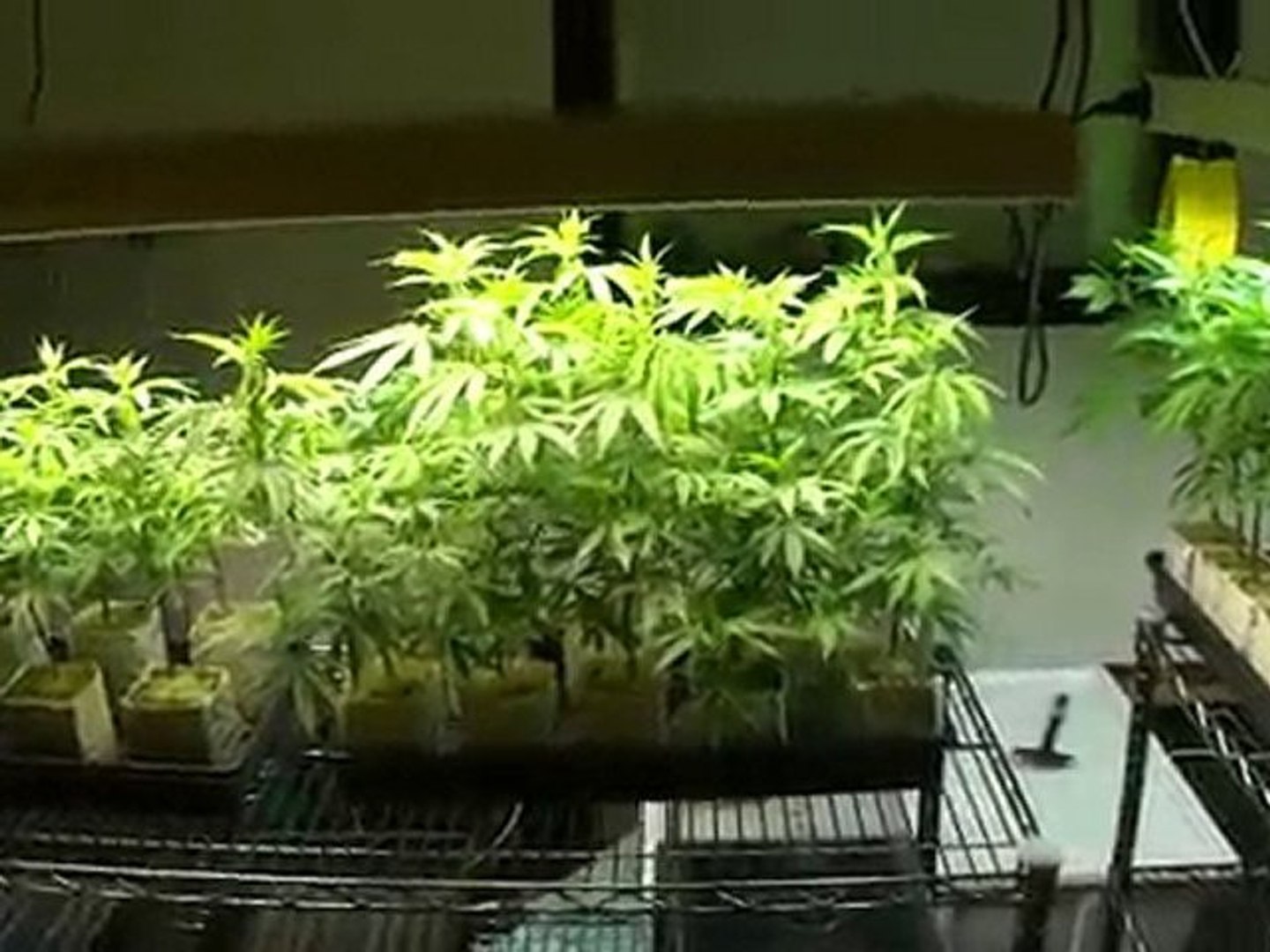 ⁣Marijuana Cultivation 10