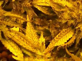 Marijuana Cultivation 12