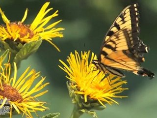 How To Build A Successful Healing Business Part 1 of 4