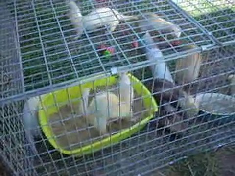 mes furets dans leur parc de jeux exterieur