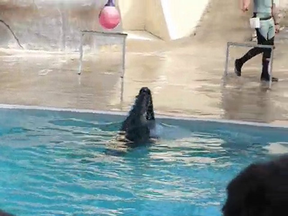 Spectacle d'otaries au zoo de Pont Scorff du 19/08/2010