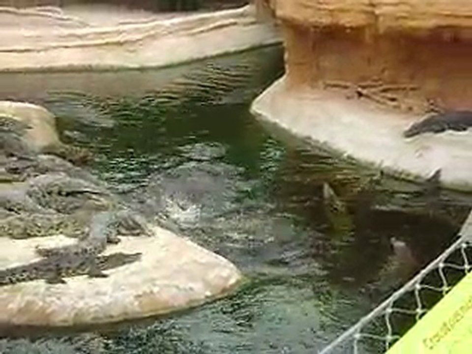 Planéte des Crocodiles ....Le 18-08-2010