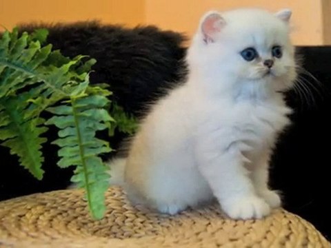 Fharaon : Chaton Persan Chinchilla male Disponible
