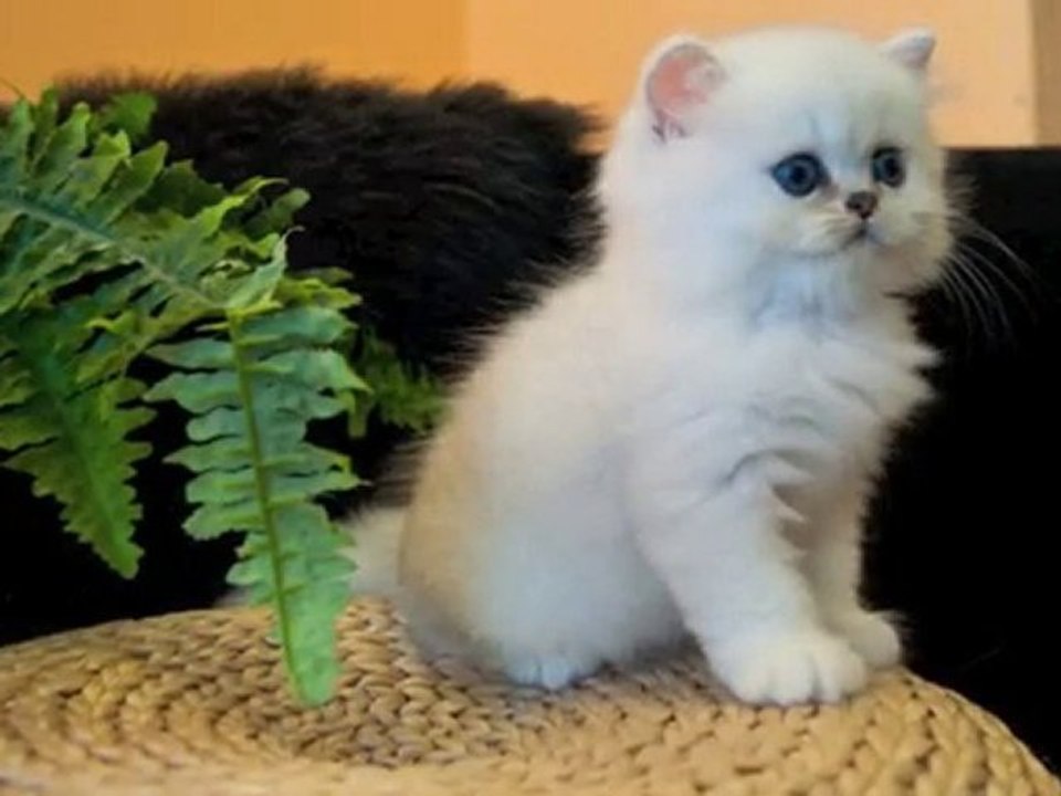 Fharaon : Chaton Persan Chinchilla male Disponible
