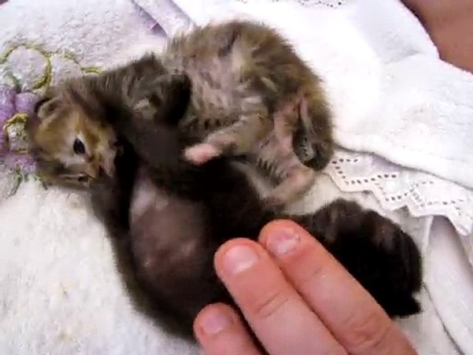 Petits chatons d'environ 2 semaines