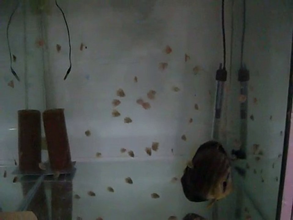 Alenquer Discus yavruları 20 günlük