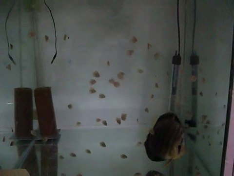 Alenquer Discus yavruları 20 günlük