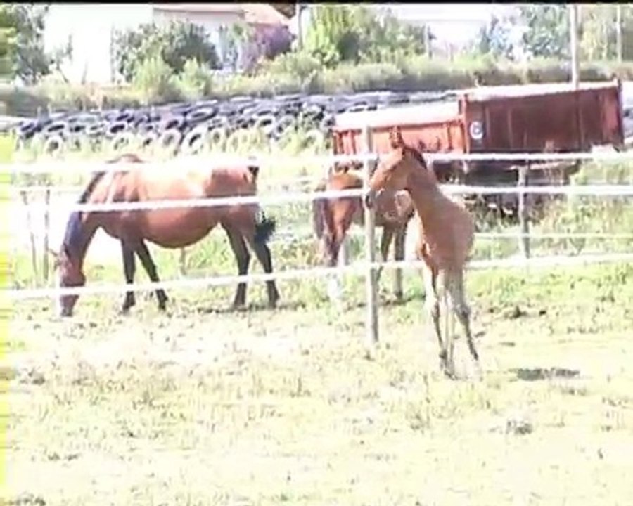 Alcea des Trillers PRE x trakehner 2010