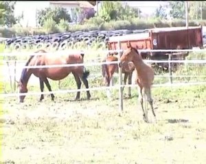 Alcea des Trillers PRE x trakehner 2010
